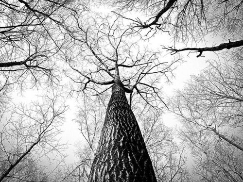 Il significato psicologico degli alberi