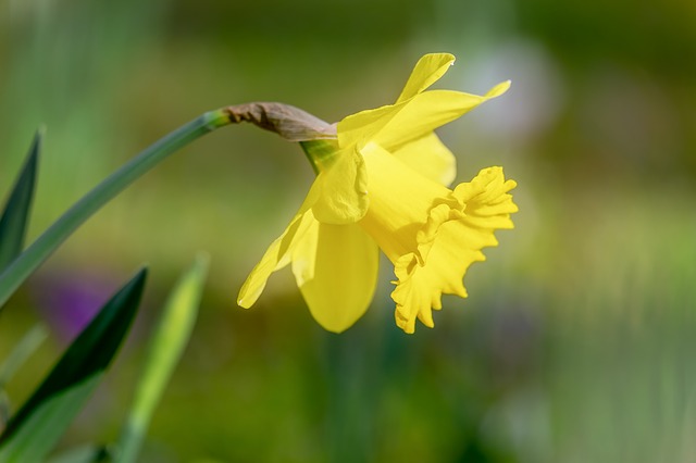 daffodil g6e0af0997 640
